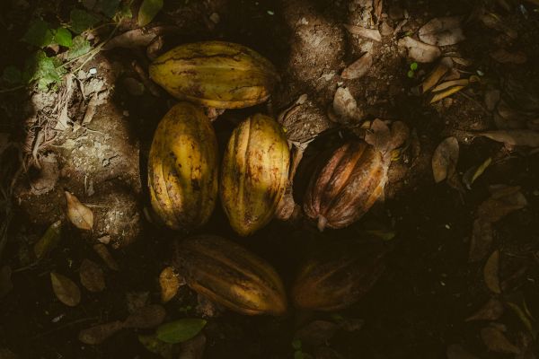 Cacao Project